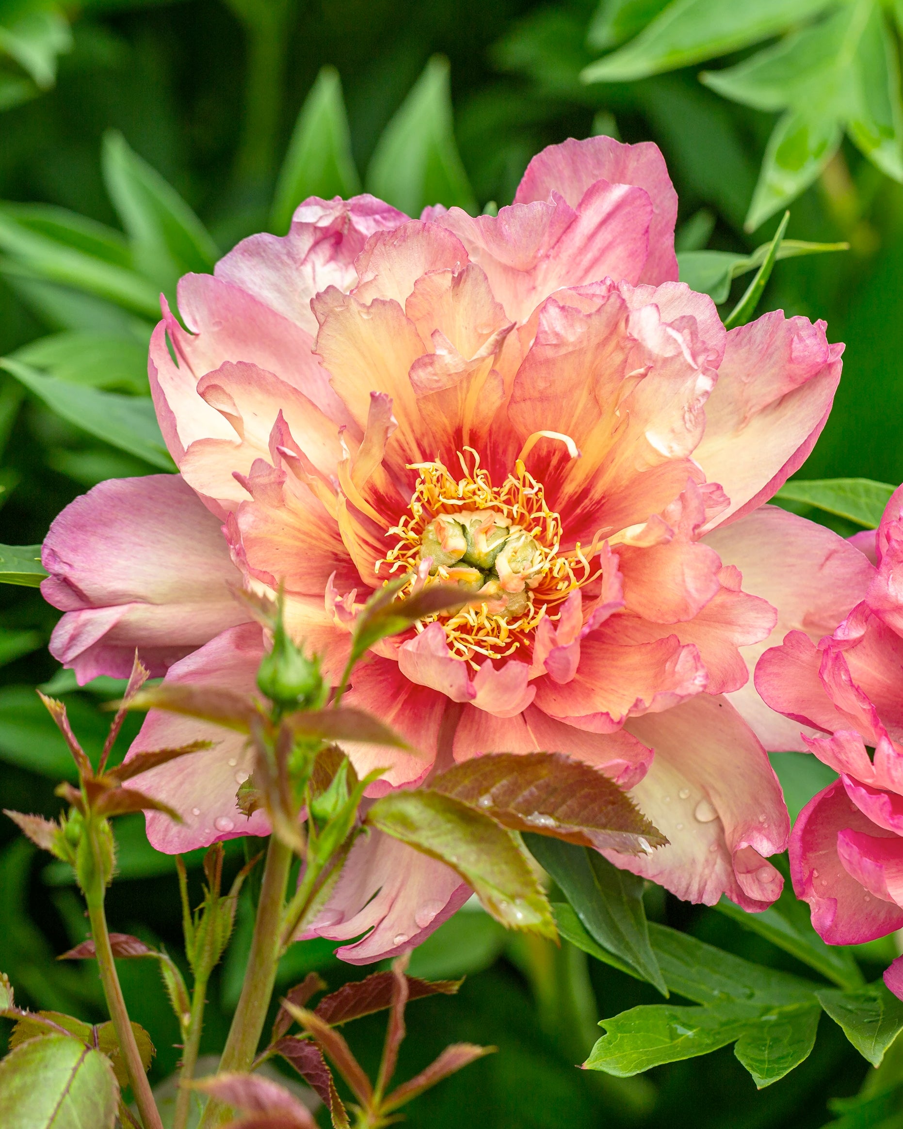 Paeonia Itoh Julia Rose