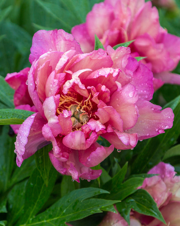 Paeonia 'Julia Rose'