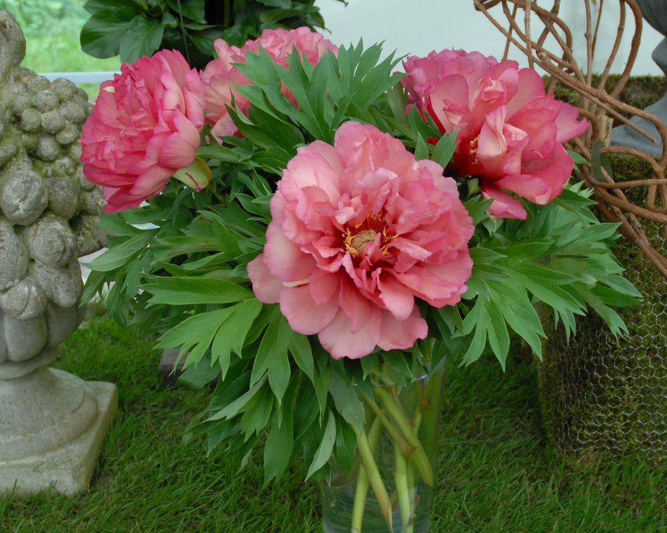 Paeonia 'Julia Rose'