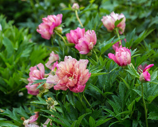 Paeonia 'Julia Rose' Paeonia 'Julia Rose'
