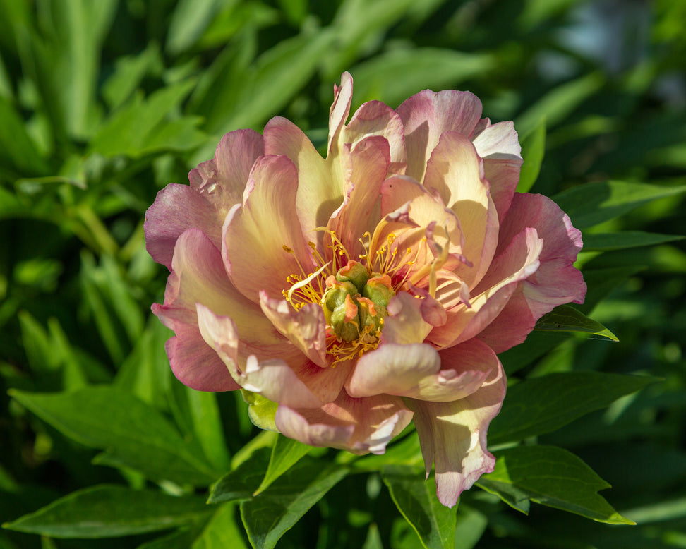 Paeonia 'Julia Rose'
