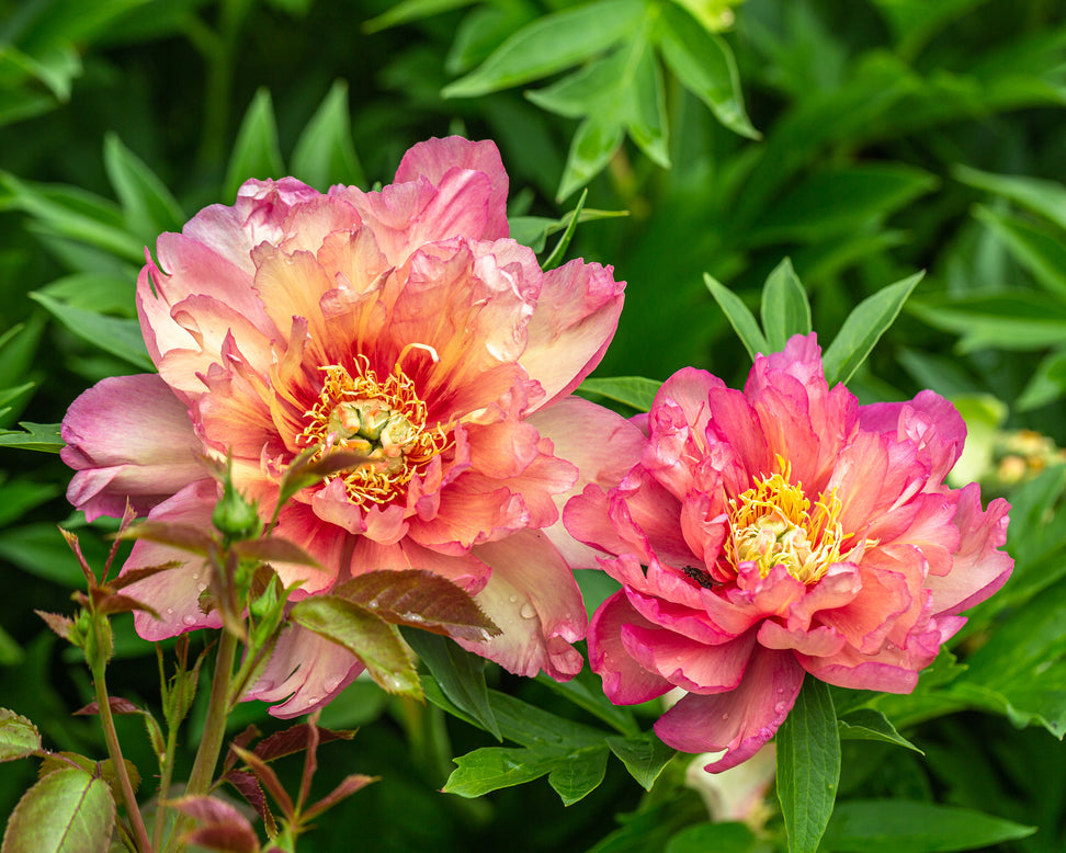 Paeonia 'Julia Rose'