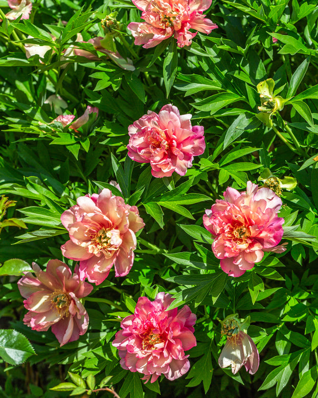 Paeonia 'Julia Rose'