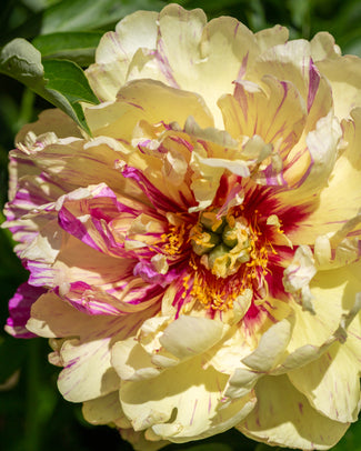 Paeonia 'Lollipop' Paeonia 'Lollipop'