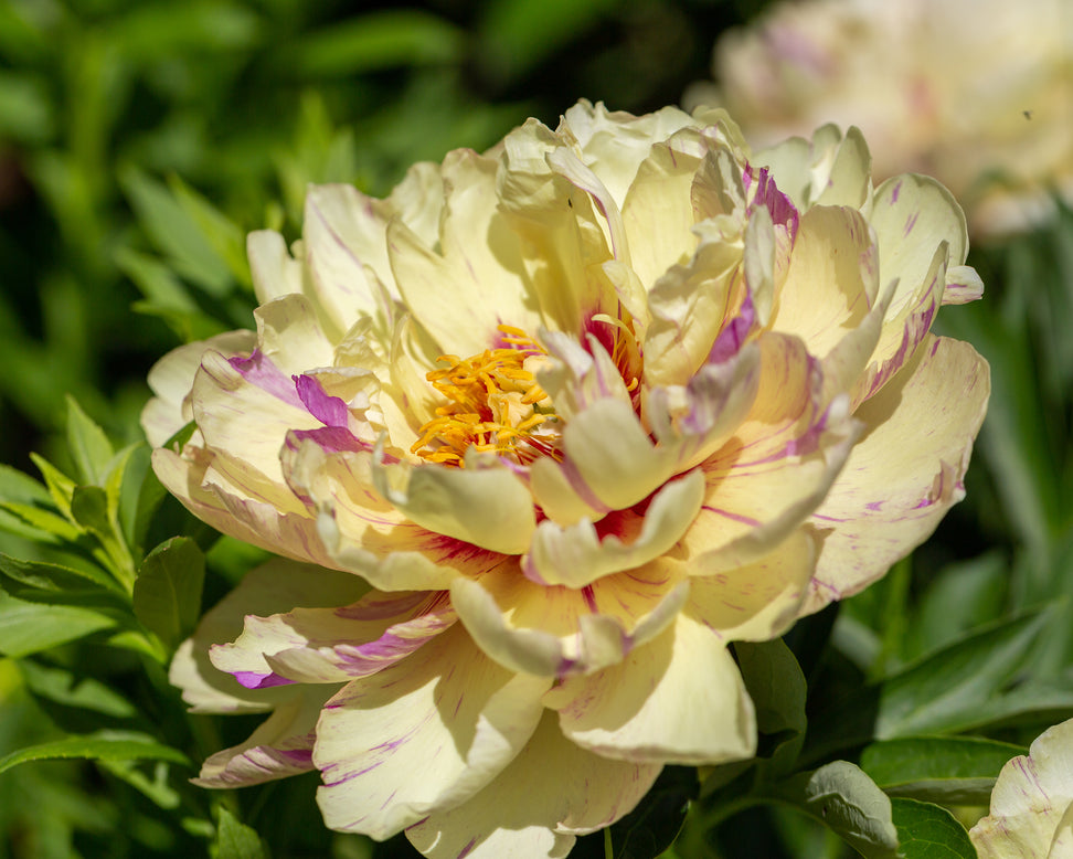 Paeonia 'Lollipop'