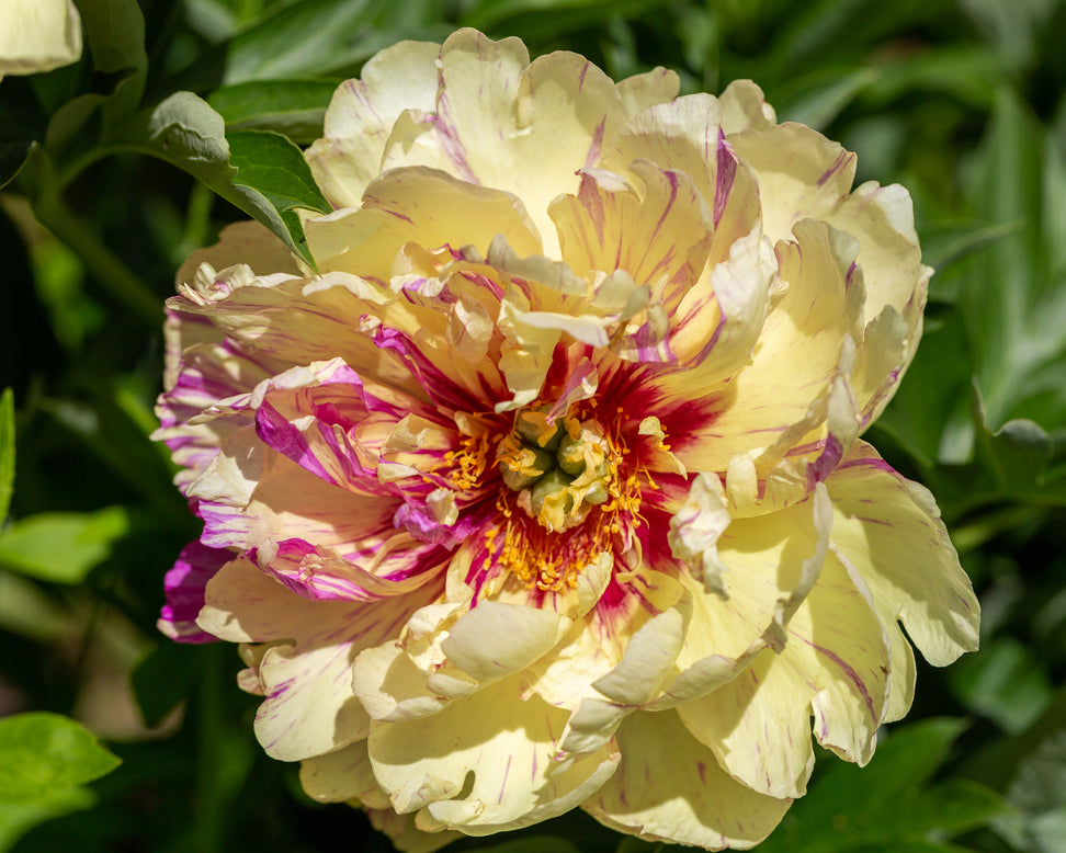 Paeonia 'Lollipop'