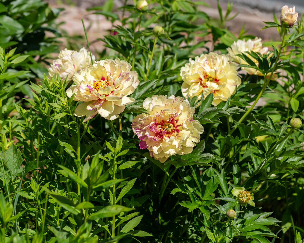 Paeonia 'Lollipop'
