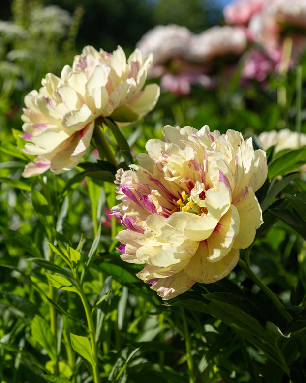 Paeonia 'Lollipop'