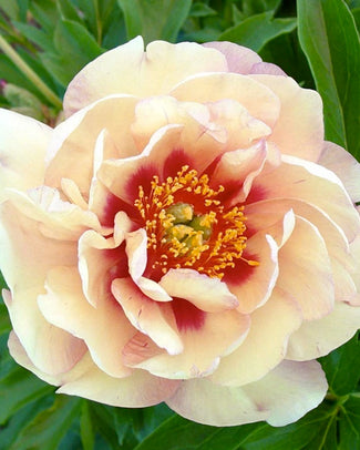 Paeonia 'Magical Mystery Tour' Paeonia 'Magical Mystery Tour'