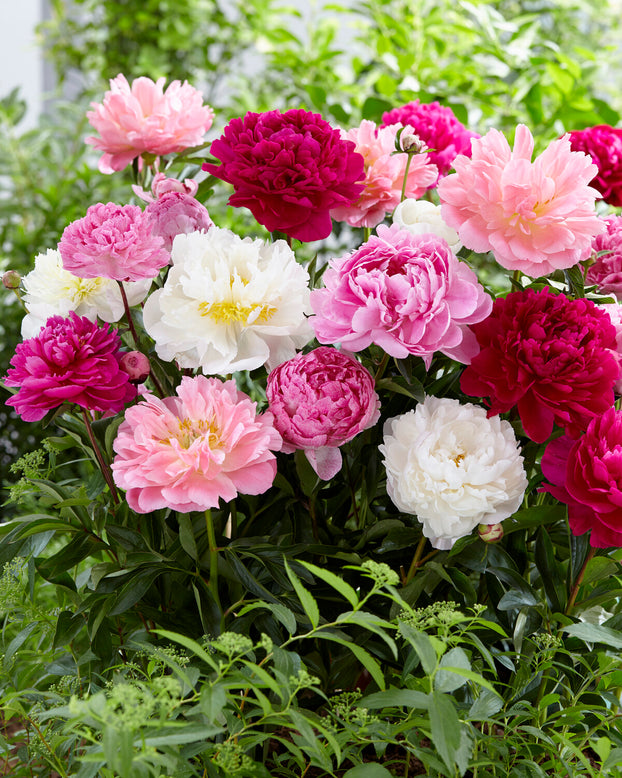 Peony collection 'Colourburst'