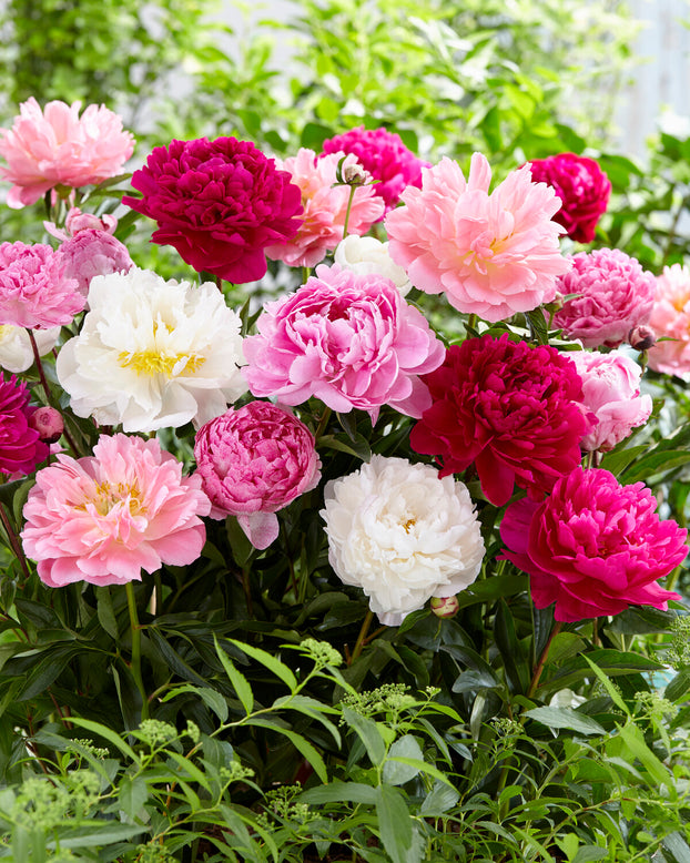 Peony collection 'Colourburst'