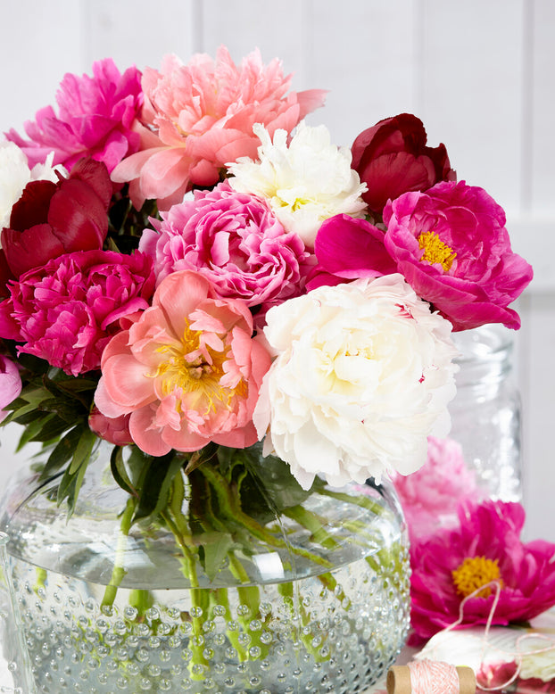 Peony collection 'Colourburst'