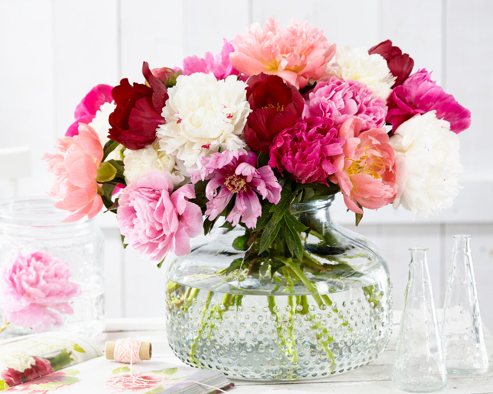 Peony collection 'Colourburst'