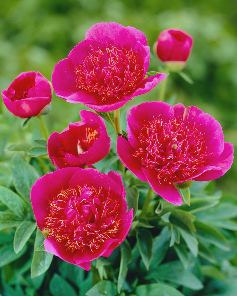 Paeonia officinalis Rosea Superba