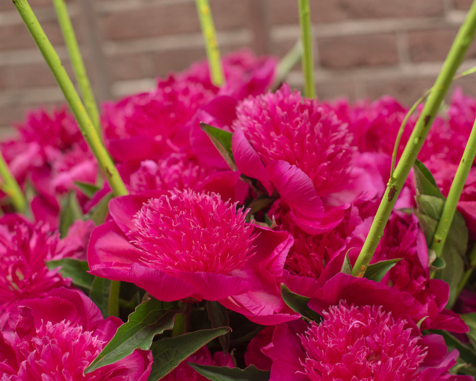 Paeonia 'Purple Spider'