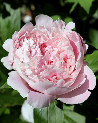 Paeonia 'Sarah Bernhardt' Paeonia 'Sarah Bernhardt'