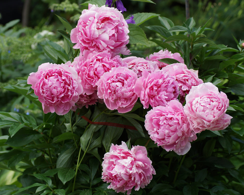 Paeonia 'Sarah Bernhardt'