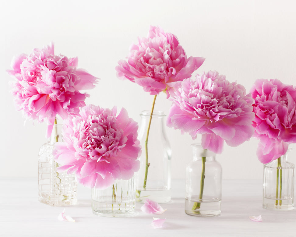 Paeonia 'Sarah Bernhardt'