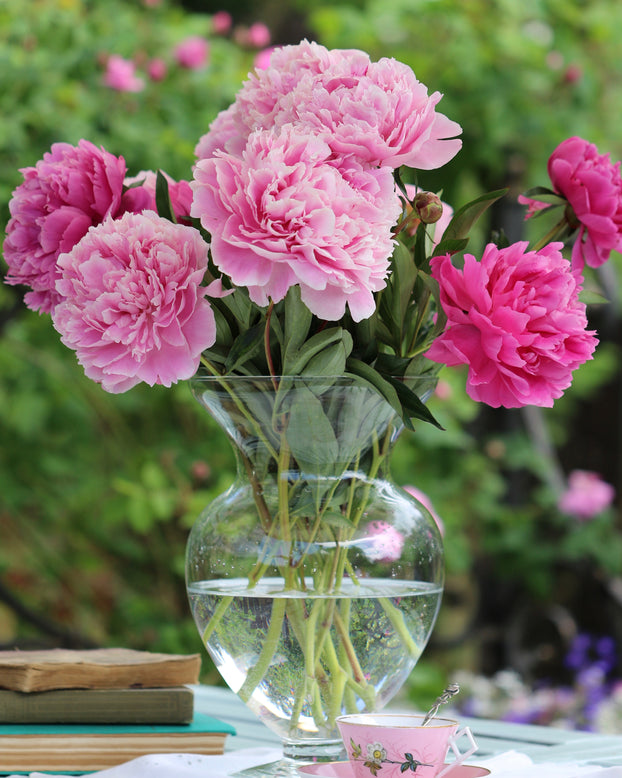 Paeonia 'Sarah Bernhardt'