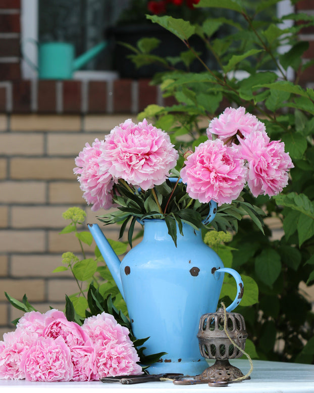 Paeonia 'Sarah Bernhardt'