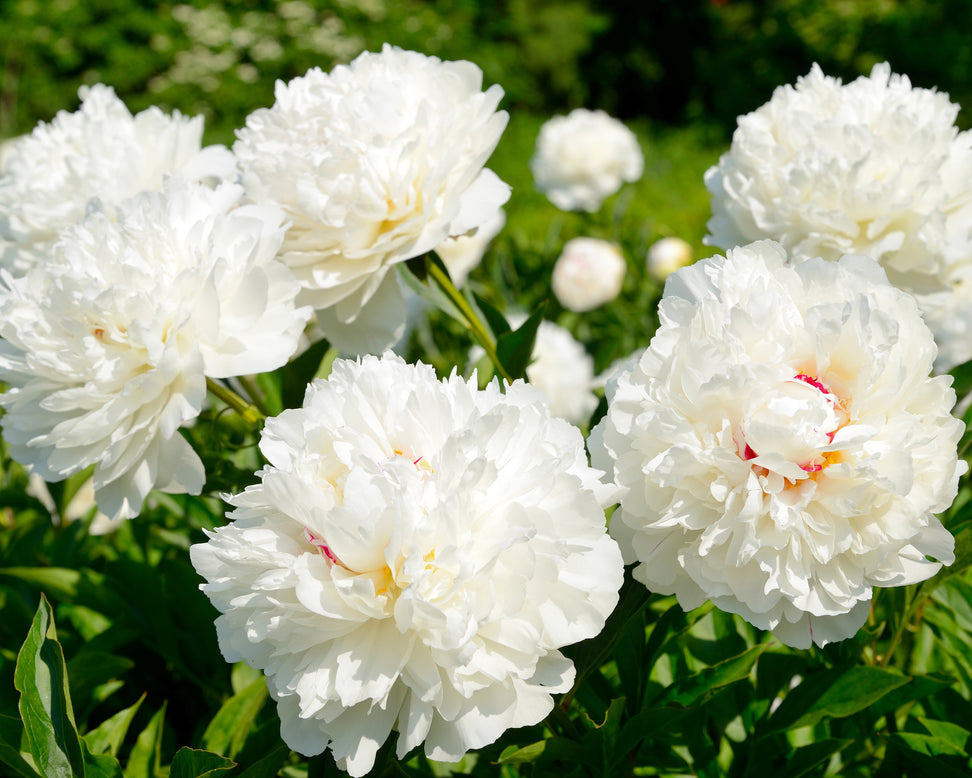 Paeonia 'Shirley Temple'