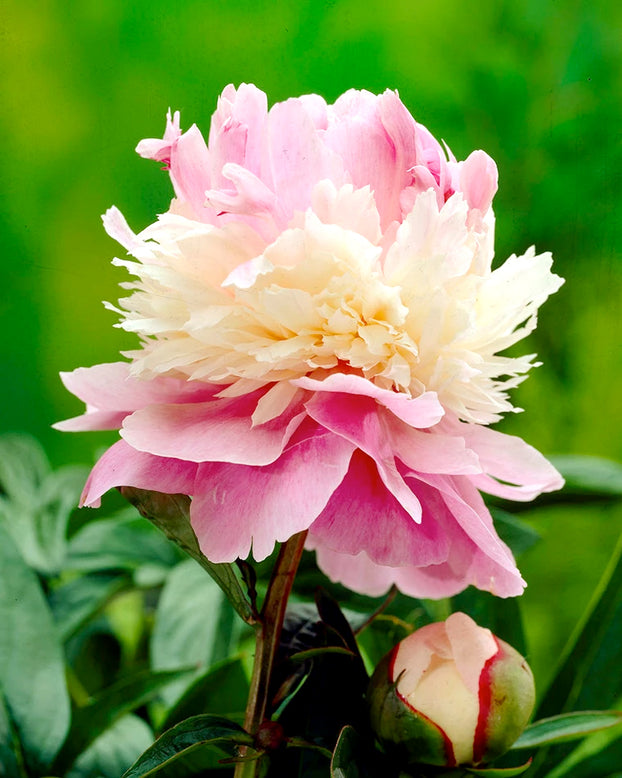 Paeonia 'Sorbet'