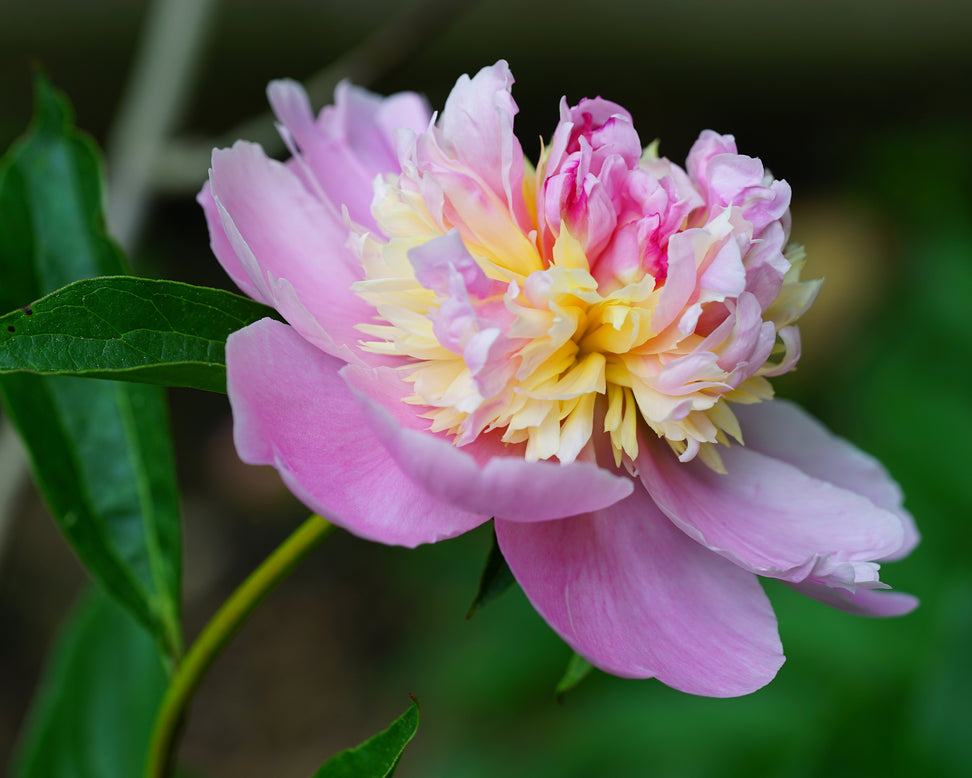 Paeonia 'Sorbet'
