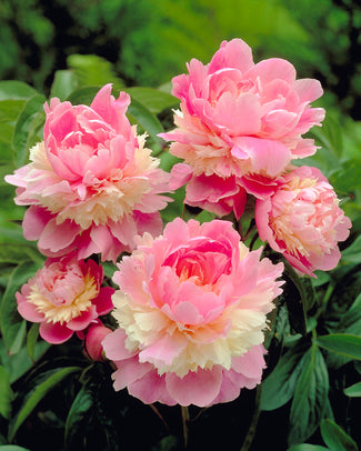 Paeonia 'Sorbet' Paeonia 'Sorbet'
