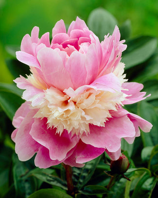Paeonia 'Sorbet' Paeonia 'Sorbet'