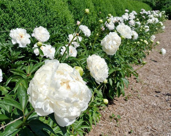 Paeonia 'Shirley Temple'