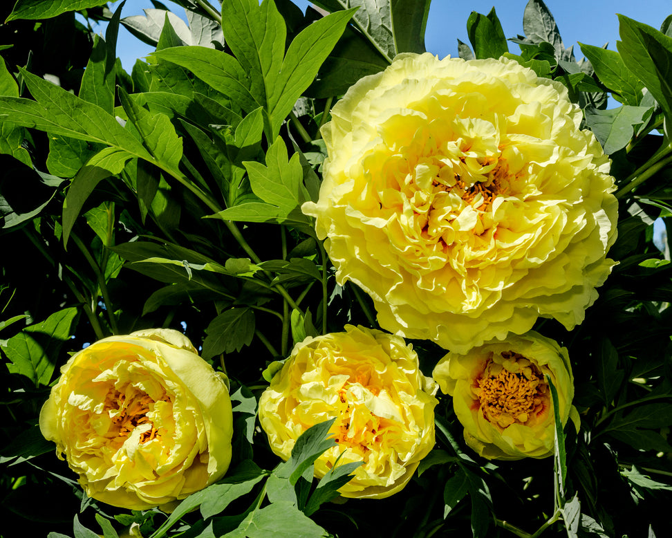 Paeonia 'Yellow Crown'