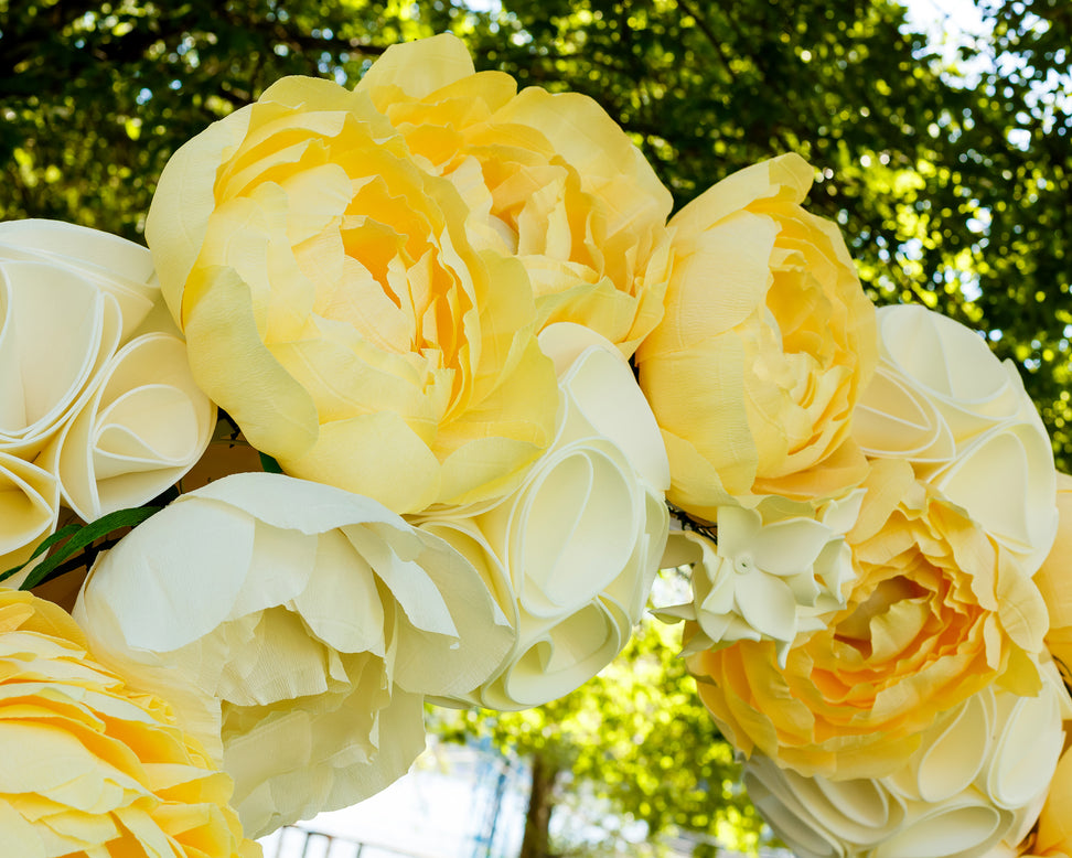 Paeonia 'Yellow Crown XXL'