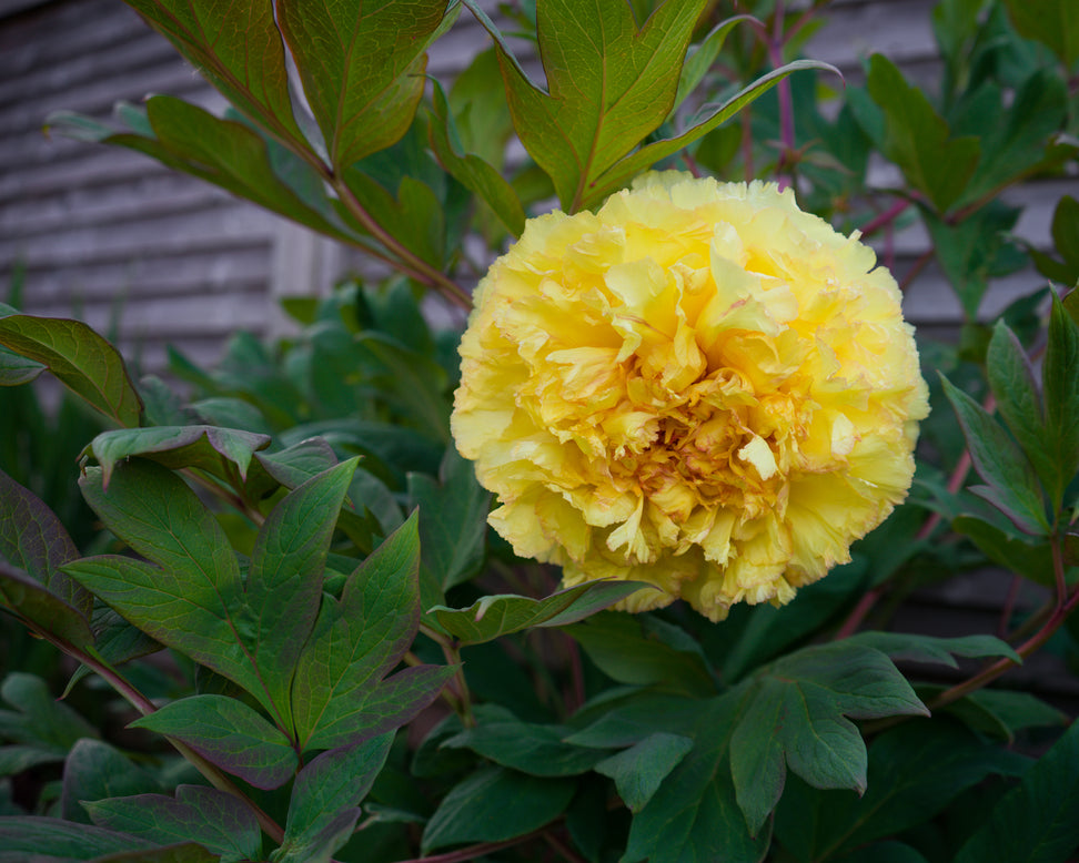 Paeonia 'Yellow Crown'