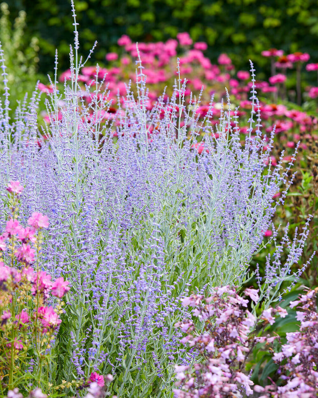 Perovskia 'Little Spire'
