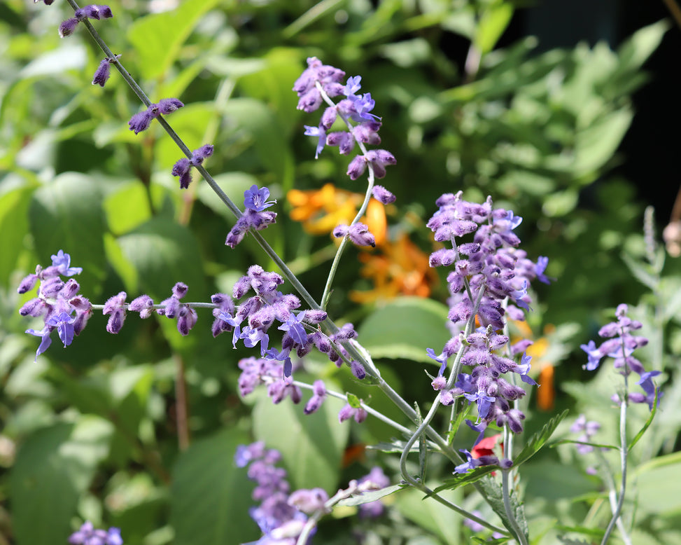 Perovskia 'Little Spire'