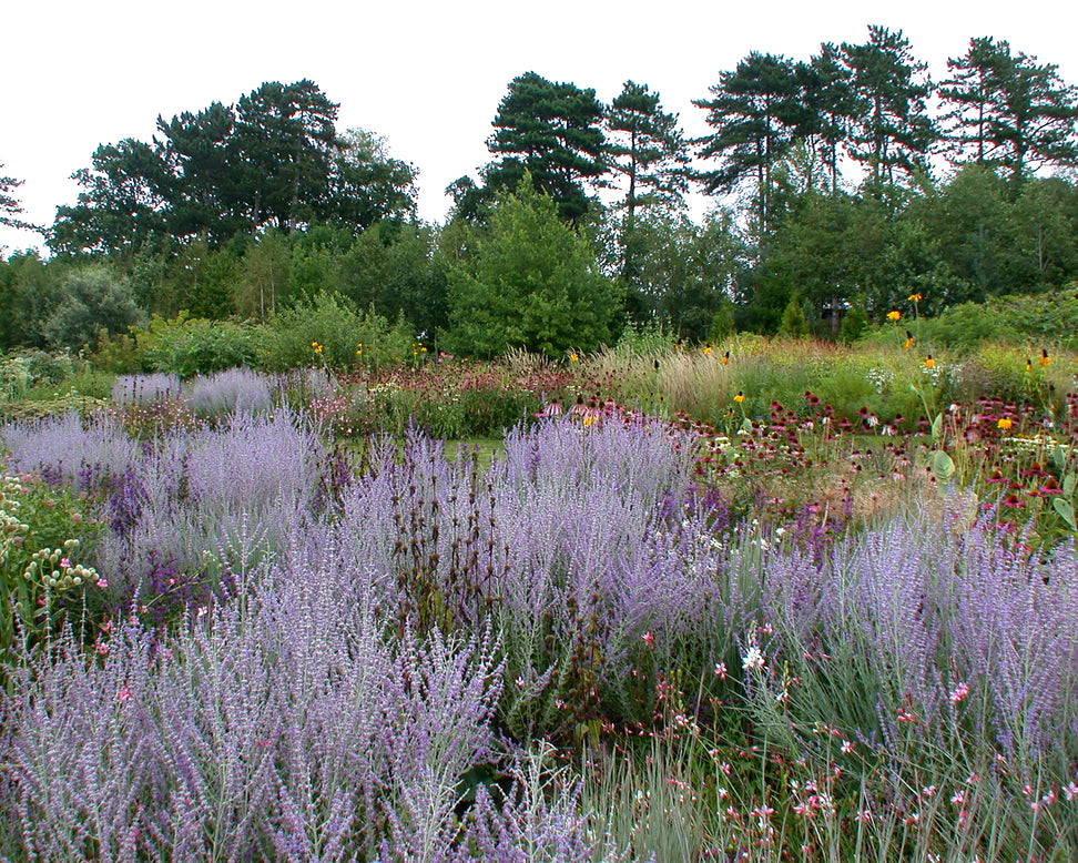 Perovskia 'Little Spire'