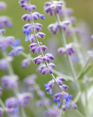 Perovskia 'Little Spire' Perovskia 'Little Spire'