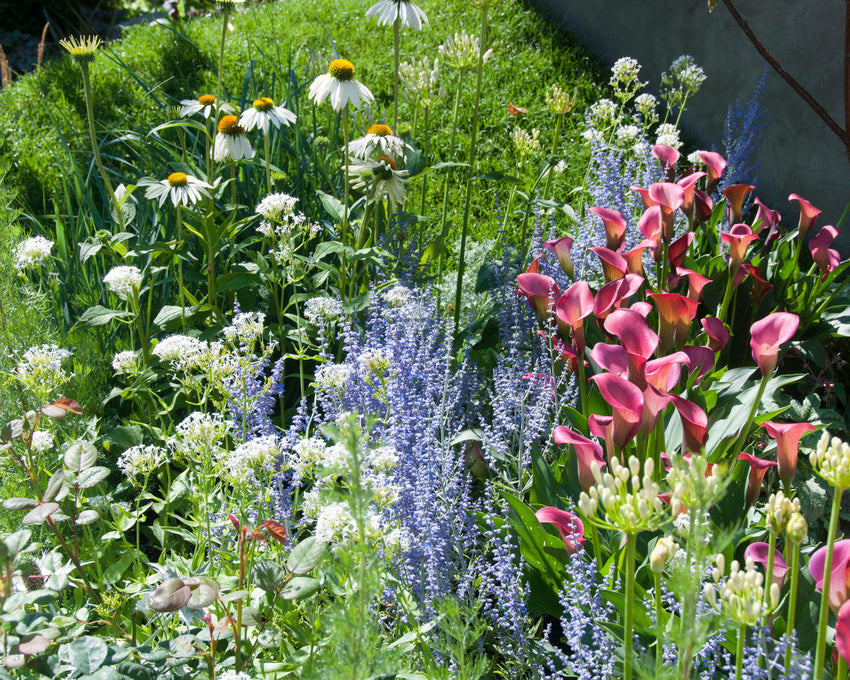 Perovskia 'Little Spire'