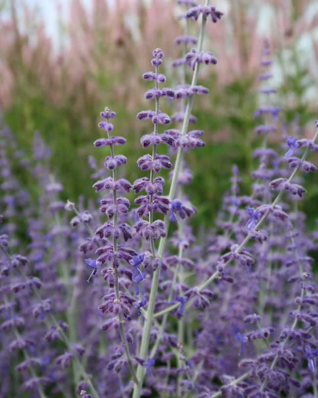Perovskia 'Little Spire'