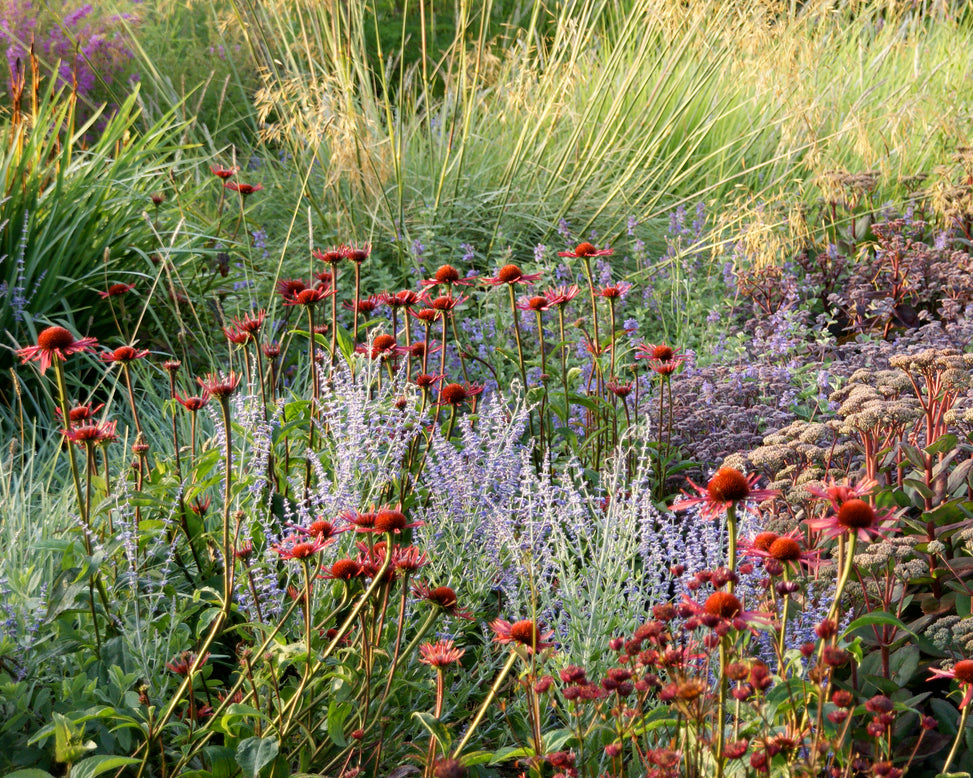 Perovskia 'Little Spire'