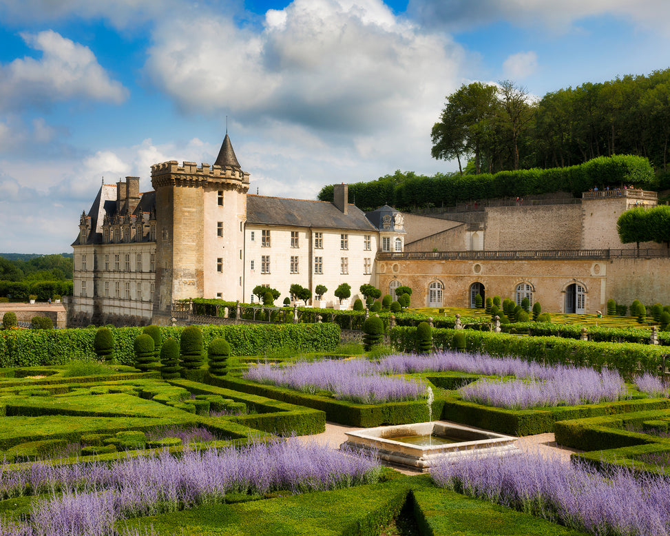 Perovskia 'Little Spire'