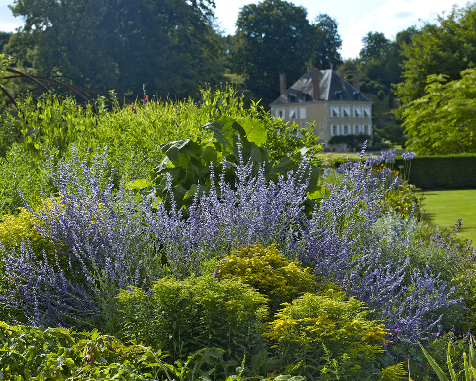 Perovskia 'Little Spire'