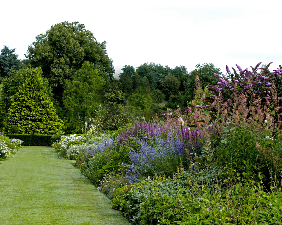 Perovskia 'Little Spire'