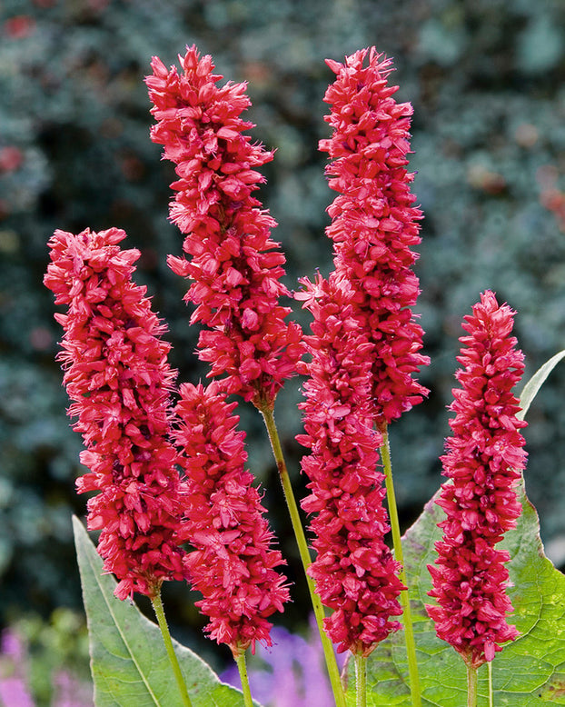 Persicaria 'Fat Domino'