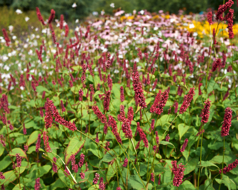 Persicaria 'Fat Domino'