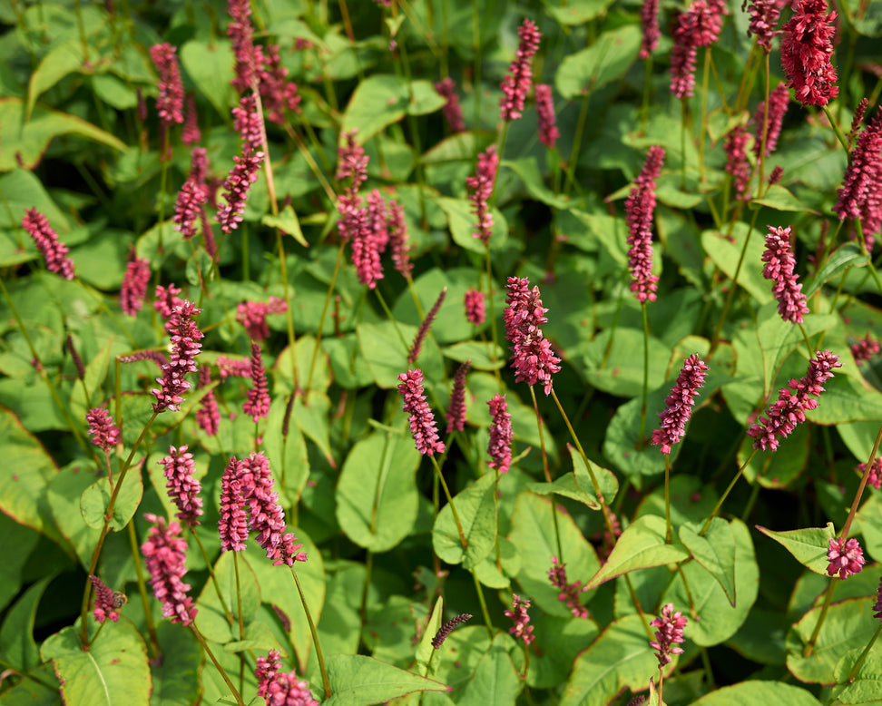 Persicaria 'Fat Domino'