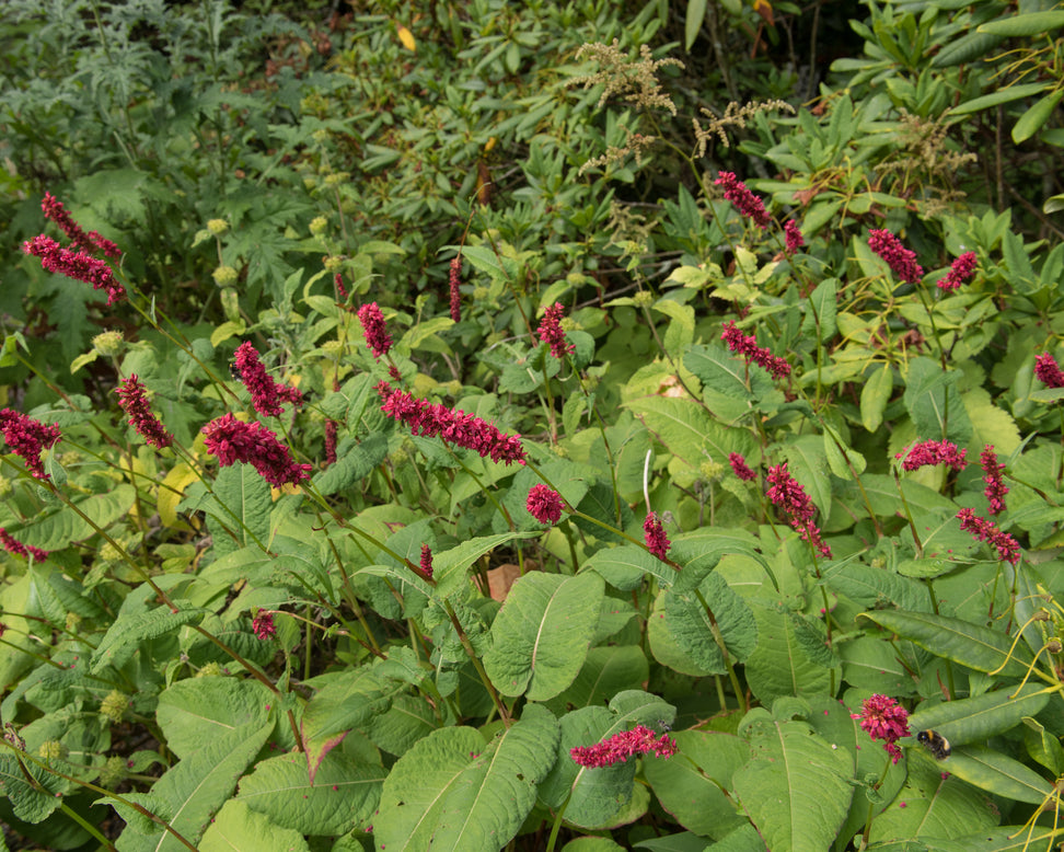 Persicaria 'Fat Domino'