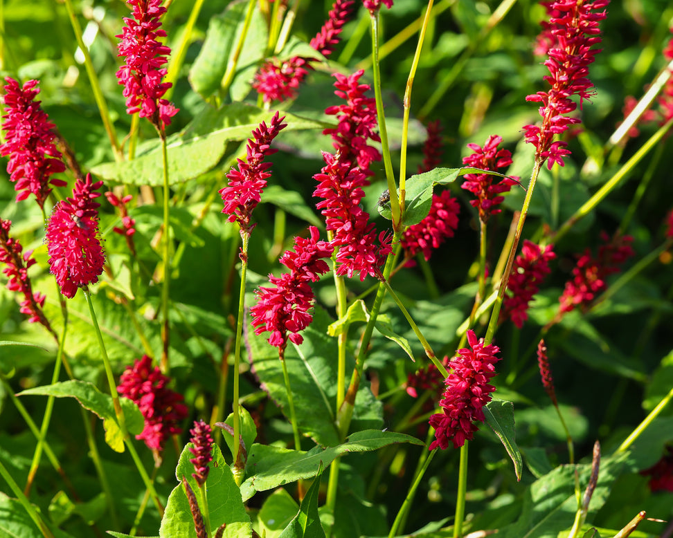 Persicaria 'Fat Domino'