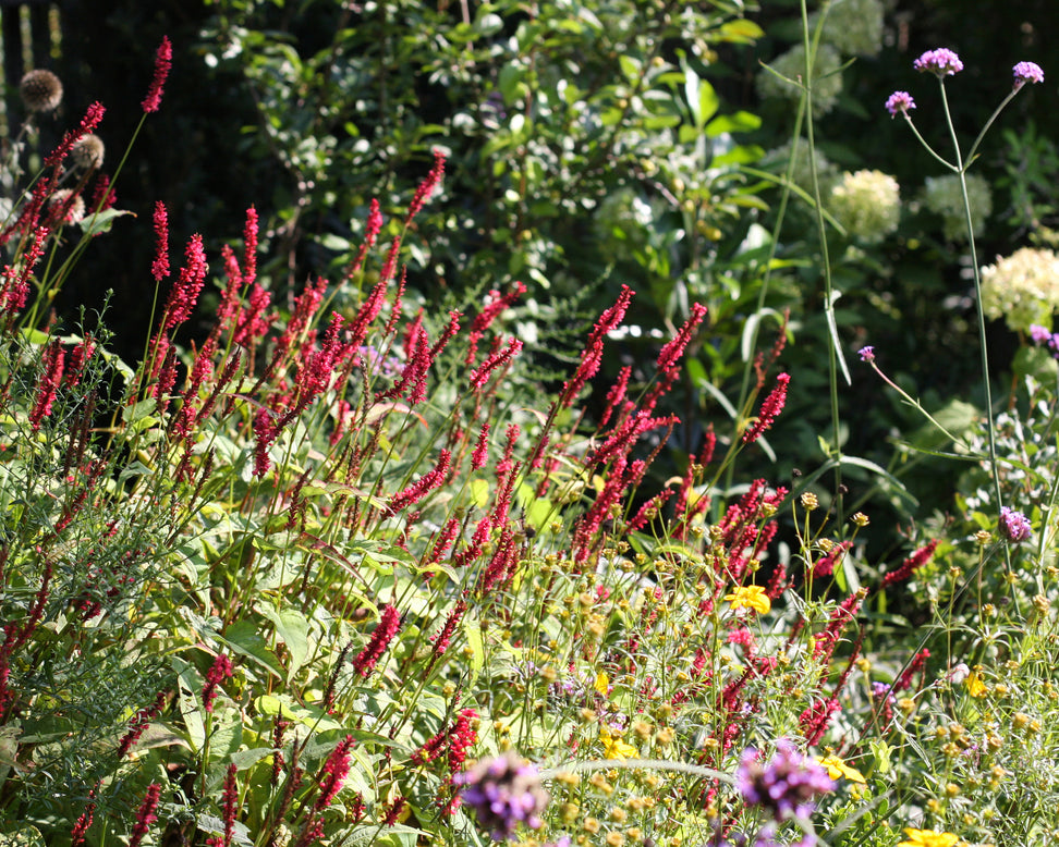 Persicaria 'Fat Domino'