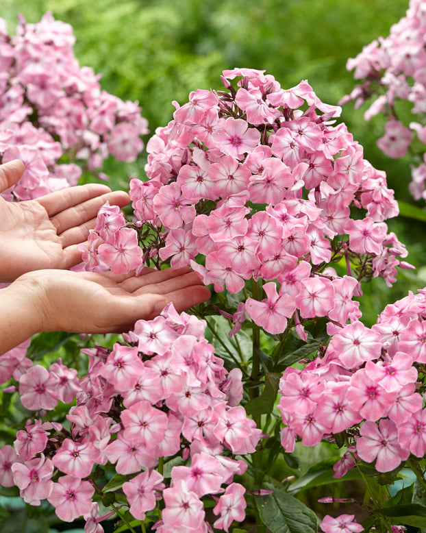 Phlox 'Hercules'